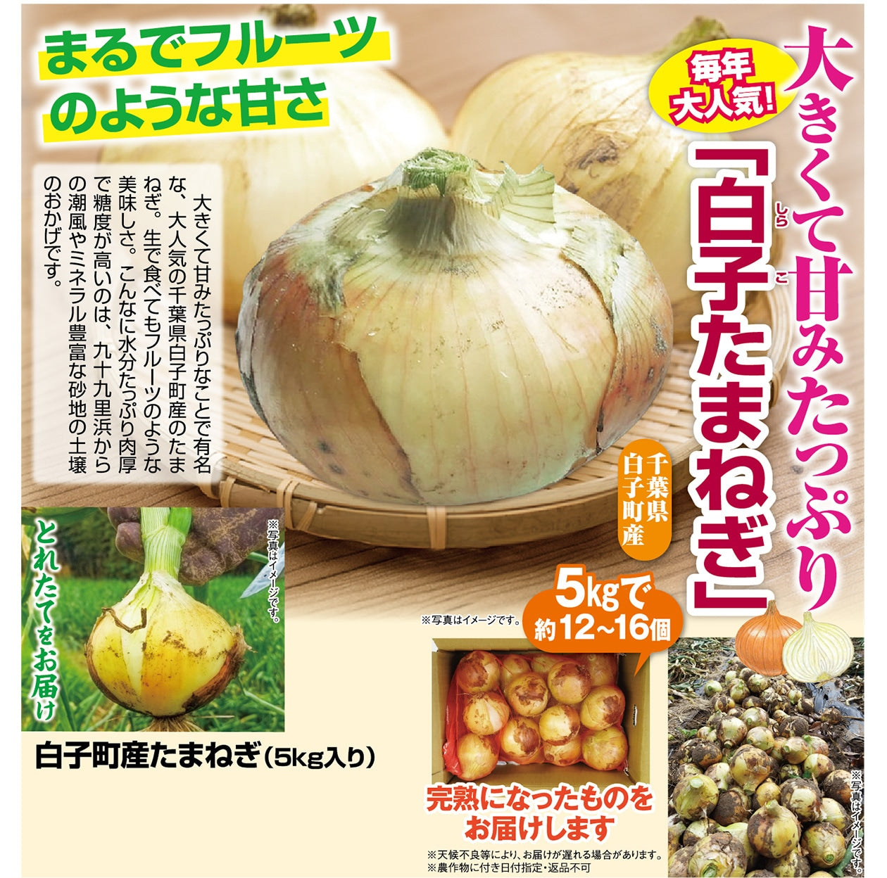 白子町産たまねぎ（5kg入り） - ほほえみ元気クラブ 新光通販